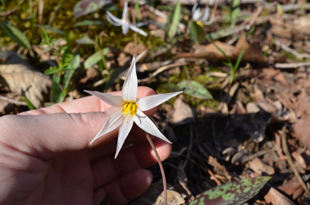 Southern Appalachian Trout Lily Flower